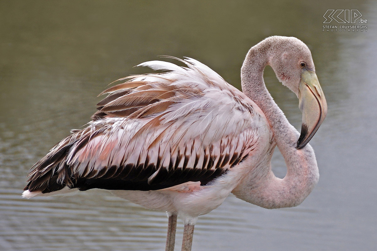 Galapagos - Isabela - Flamingo  Stefan Cruysberghs